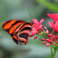 cute princess butterfly dp for whatsapp